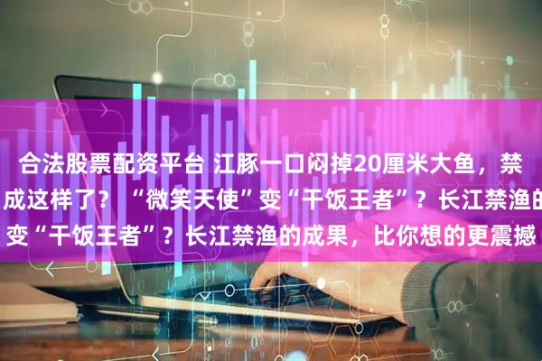 合法股票配资平台 江豚一口闷掉20厘米大鱼，禁渔才几年，长江就“胖”成这样了？ “微笑天使”变“干饭王者”？长江禁渔的成果，比你想的更震撼
